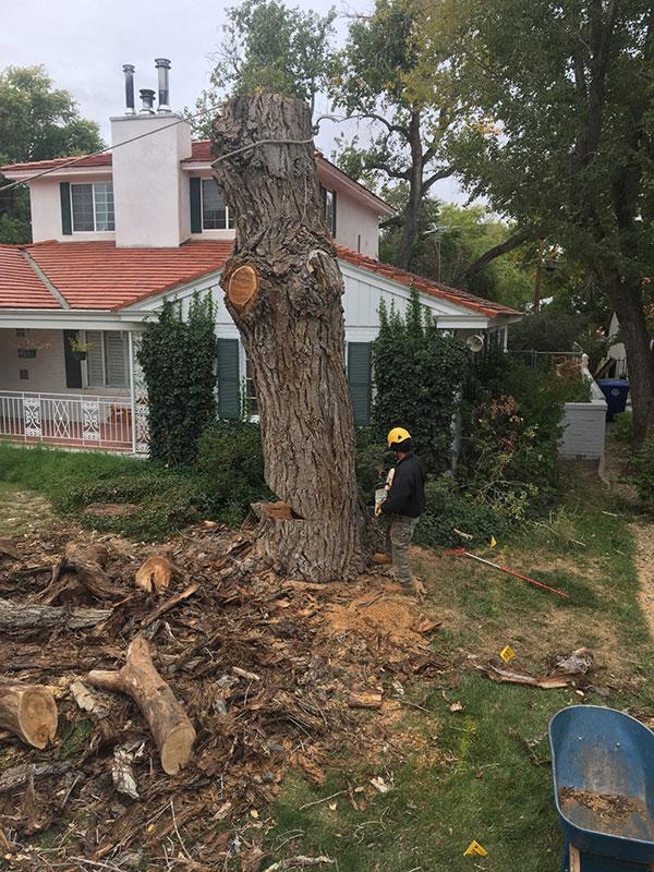 Monkey�s Tree Services LLC landscape management en